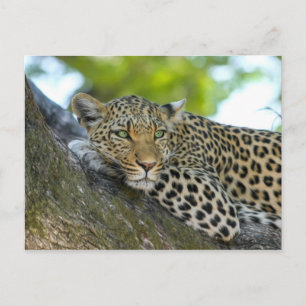 Carte Postale Leopard