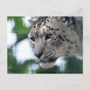 Carte Postale Leopard 003