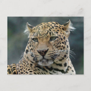 Carte Postale Léopard 006