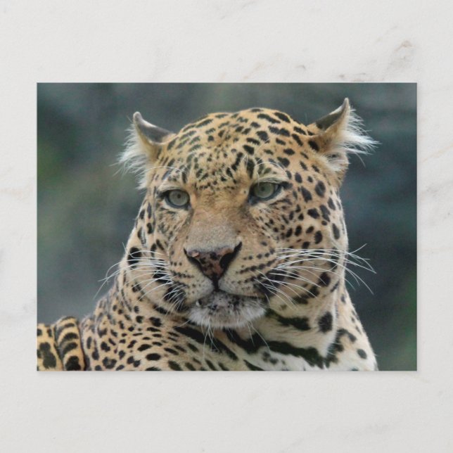 Carte Postale Léopard 006 (Devant)