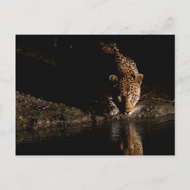Carte Postale Leopard africain (Devant)