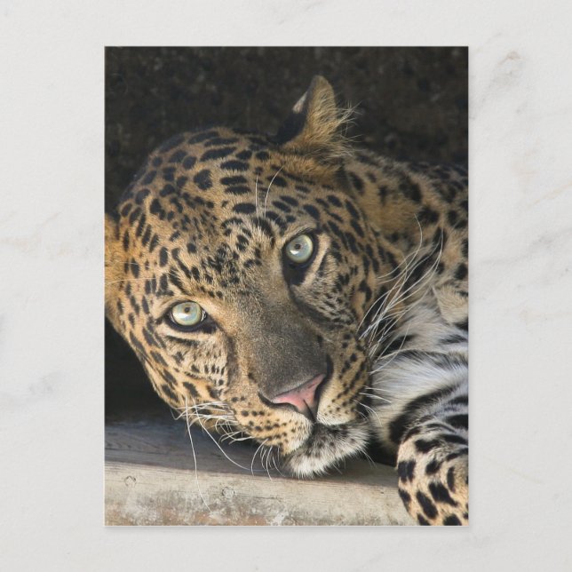 Carte Postale Leopard africain (Devant)
