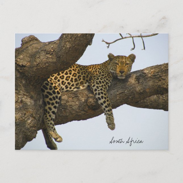 Carte Postale Leopard assis dans un arbre (Devant)