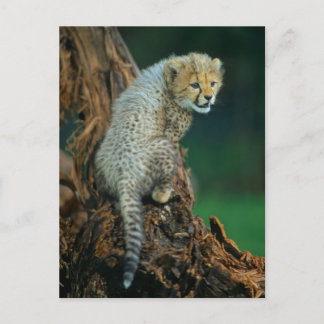 Carte Postale Léopard, bébé sur arbre,