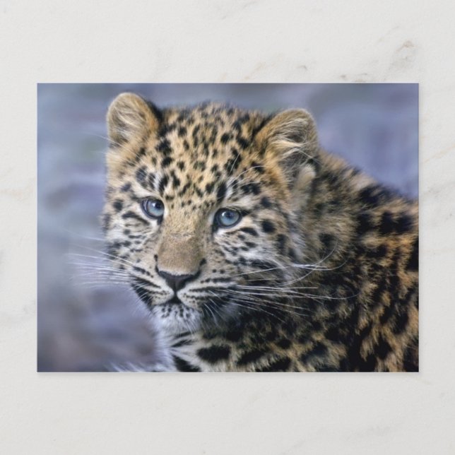 Carte postale Leopard Cub (Devant)
