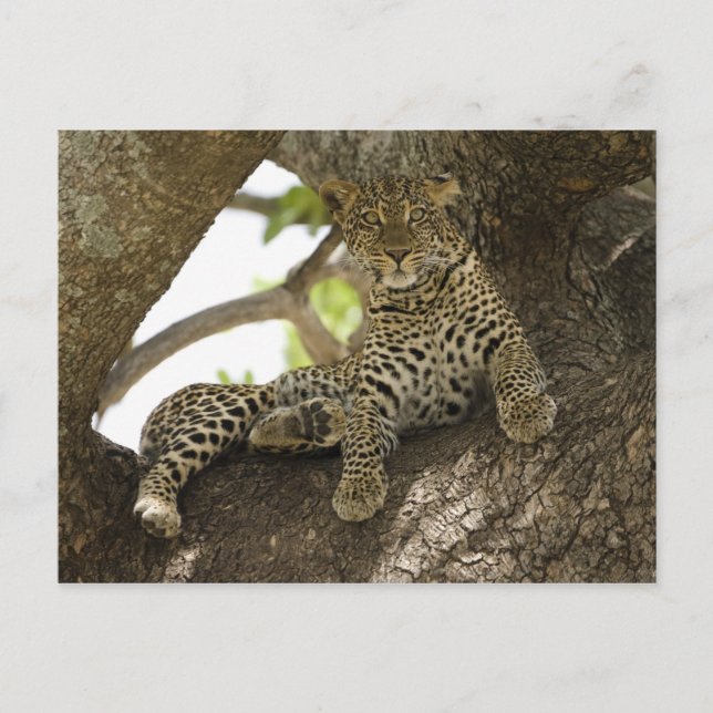 Carte Postale Léopard d'Afrique, Panthera pardus (Devant)