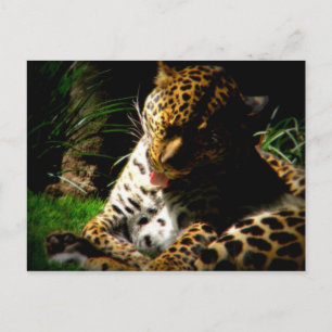 Carte Postale Leopard de bain