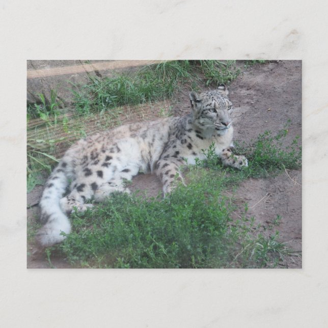 Carte Postale Léopard des neiges (Devant)