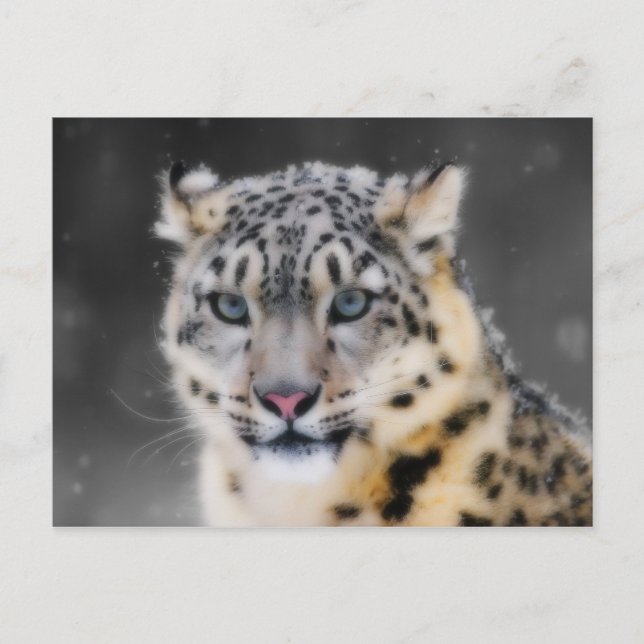 Carte Postale Léopard des neiges (Devant)