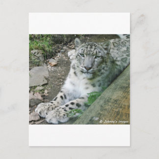 Carte Postale Léopard des neiges 1