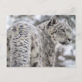 Carte Postale Leopard des neiges debout dans la neige