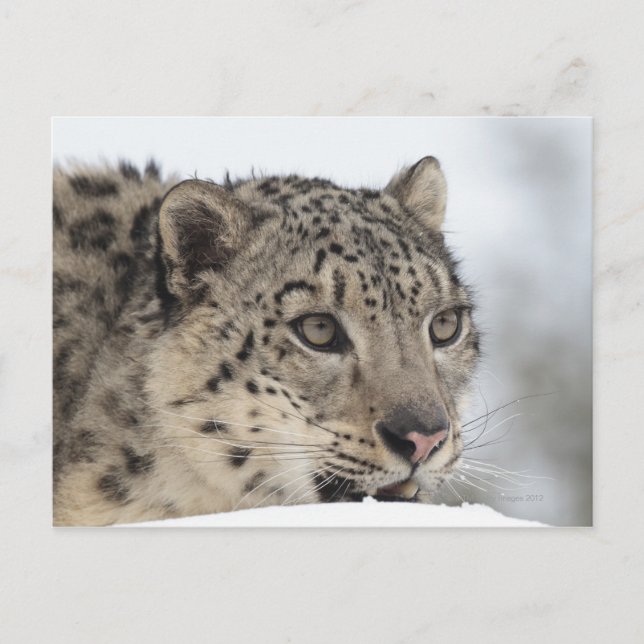 Carte Postale Léopard des neiges (Uncia uncia) 2 (Devant)