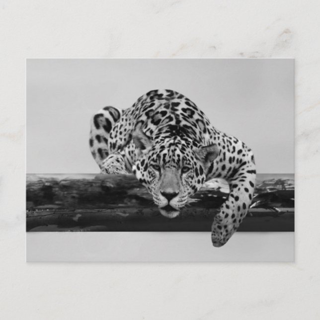Carte Postale Leopard en noir et blanc (Devant)