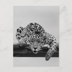 Carte Postale Leopard en noir et blanc