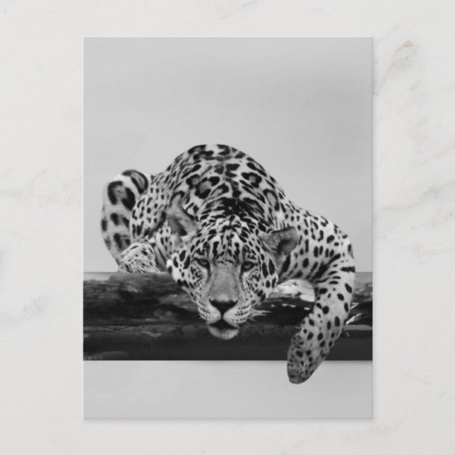 Carte Postale Leopard en noir et blanc (Devant)