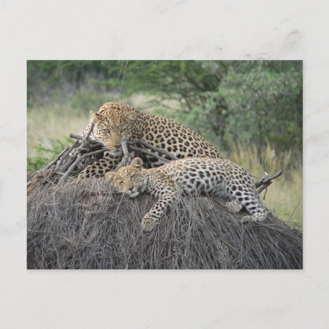 Carte Postale Leopard Et Cub Se Reposant Sur De L'Herbe Séchée (Devant)