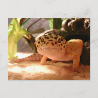 Carte postale Leopard Gecko