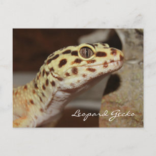 Carte postale Leopard Gecko