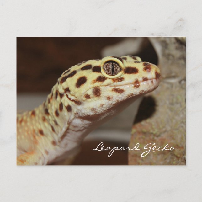 Carte postale Leopard Gecko (Devant)