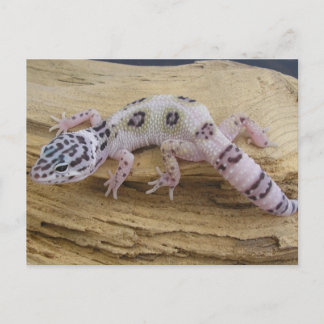 Carte postale Leopard Gecko