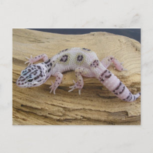 Carte Postale Leopard Gecko Postcard