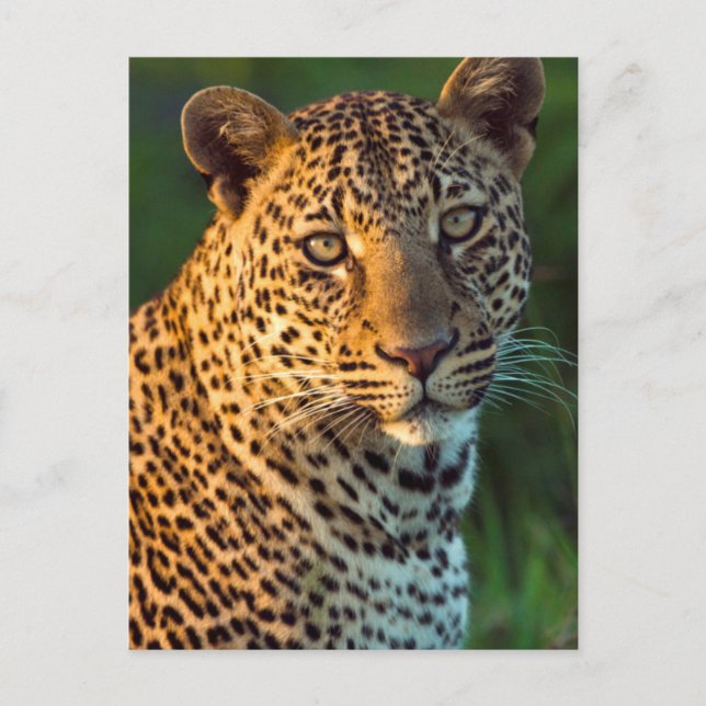 Carte Postale Léopard mâle (Panthera Pardus) Jeune adulte (Devant)