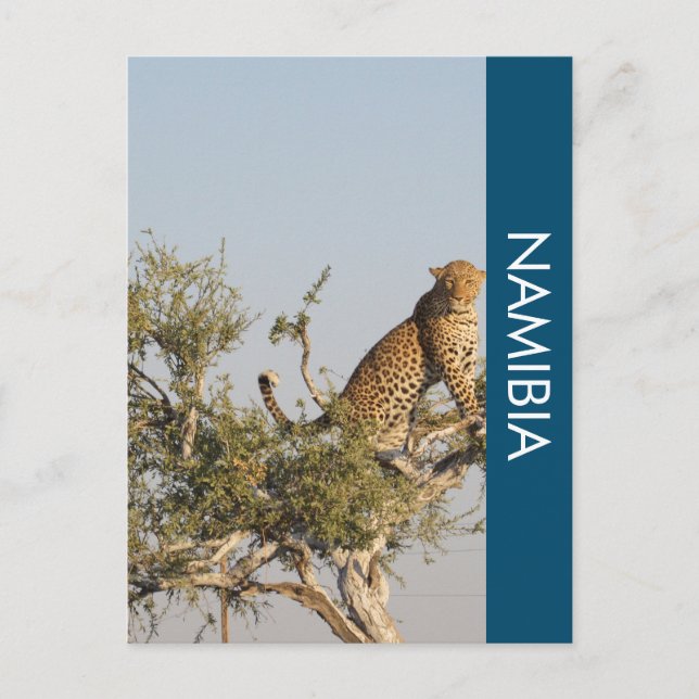 Carte postale Leopard, Namibie (Devant)
