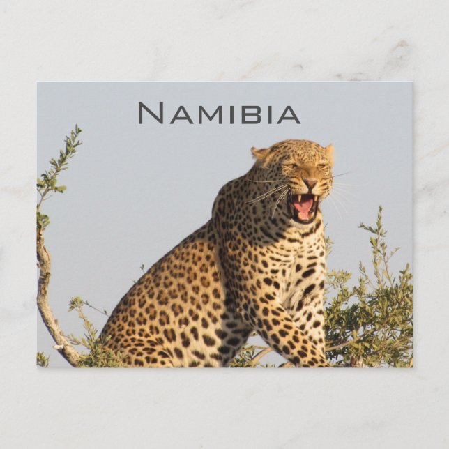 Carte postale Leopard, Namibie (Devant)