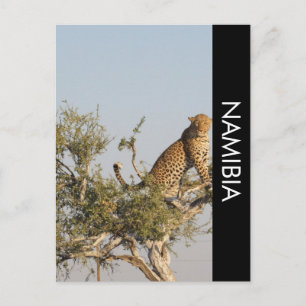 Carte postale Leopard, Namibie