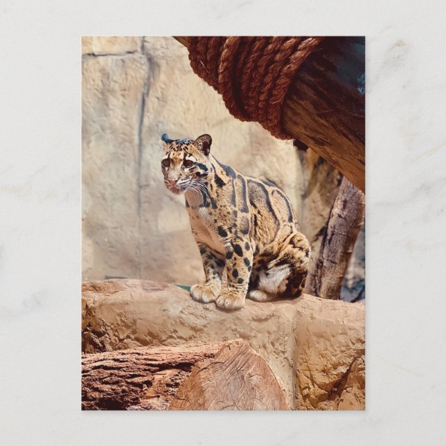 Carte Postale léopard nébuleux image nature faune exotique (Devant)