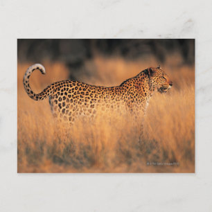 Carte Postale Léopard (Panthera pardus)