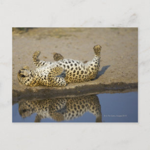 Carte Postale Léopard (Panthera pardus) femelle roulant sur