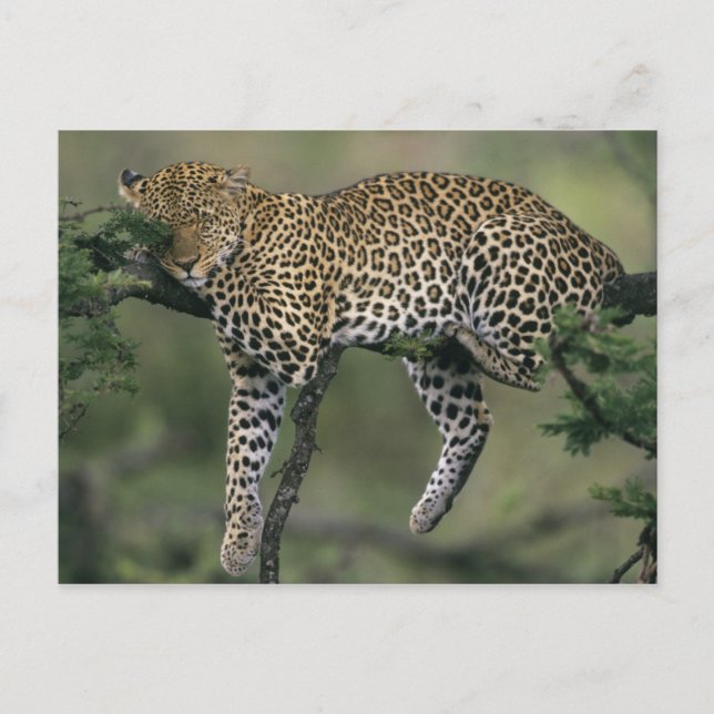 Carte Postale Léopard, (Panthera pardus), Kenya, Masai Mara (Devant)