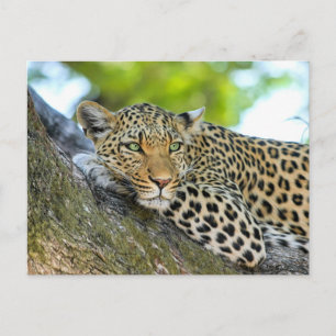 Carte Postale Leopard posé dans un arbre