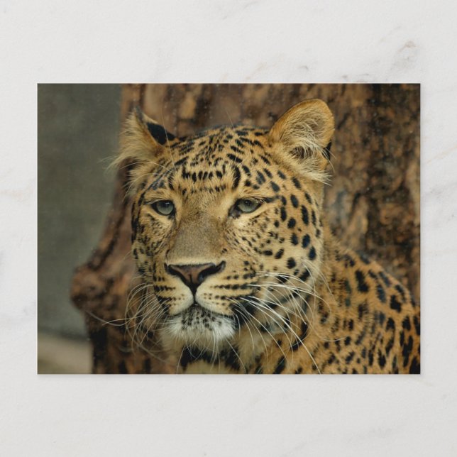 Carte postale Leopard Safari (Devant)