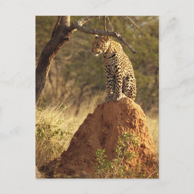Carte Postale Leopard sur termite Mound en Namibie (Devant)