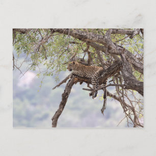 Carte Postale Leopard sur un arbre