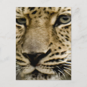 Carte postale Leopard tachetée