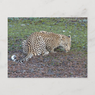 Carte Postale Leopard Tourne Sa Tête Vers Nous