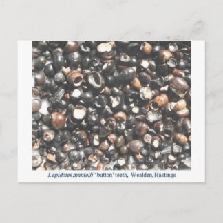 Carte Postale Lepidotes broyant les dents fossiles