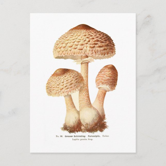 Carte Postale Lepiota procera (Devant)