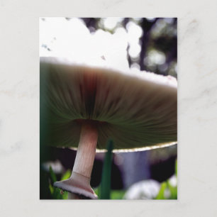 Carte postale Lepiota Sportif Vert