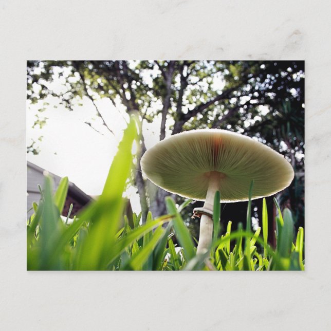 Carte postale Lepiota Sportif Vert (Devant)