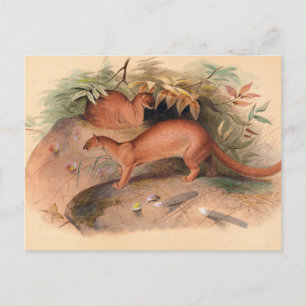 Carte Postale L'ère par Joseph Wolf