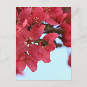 Carte Postale Les abeilles crabappées