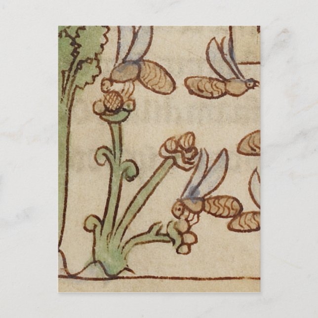 Carte Postale Les abeilles d'un manuscrit médiéval (Devant)