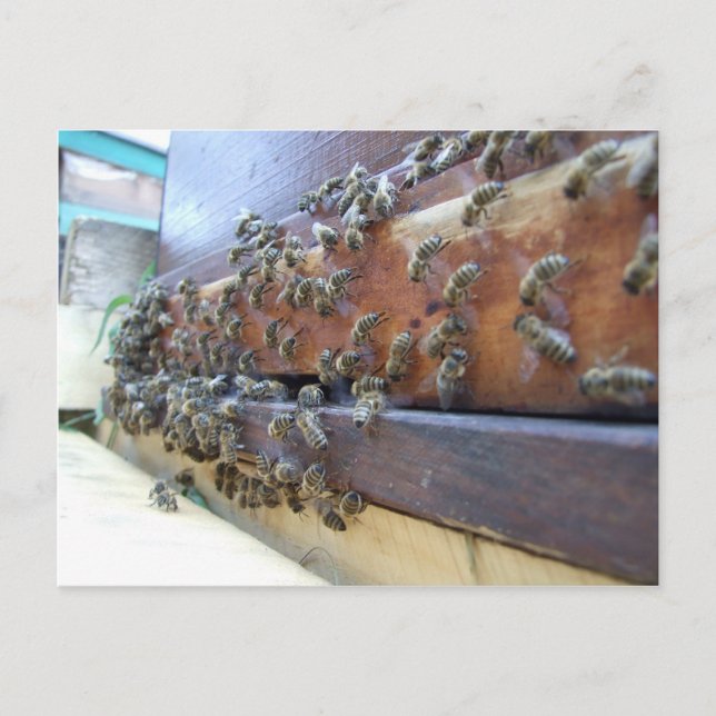 Carte Postale Les abeilles Se Retrouvent Dans Leur Ruche (Devant)