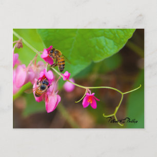 Carte Postale Les abeilles sur Coral Vine Fleurs Modèle photo