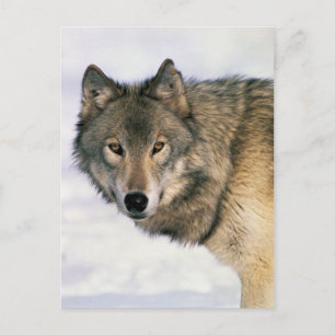 Carte Postale Les affiches de loups