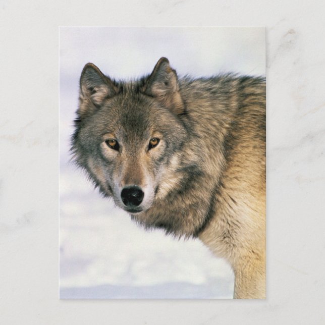 Carte Postale Les affiches de loups (Devant)